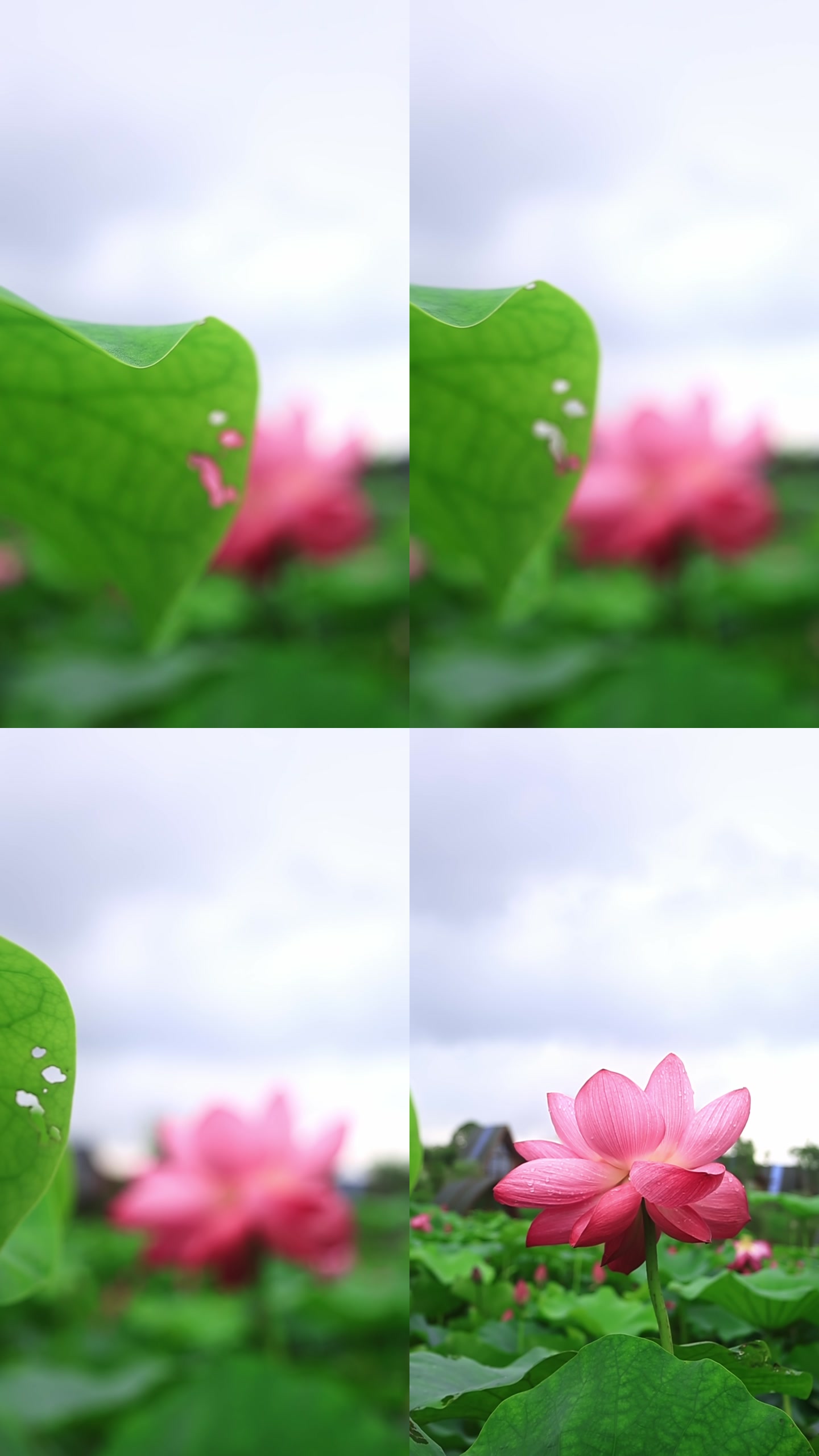 画面截帧