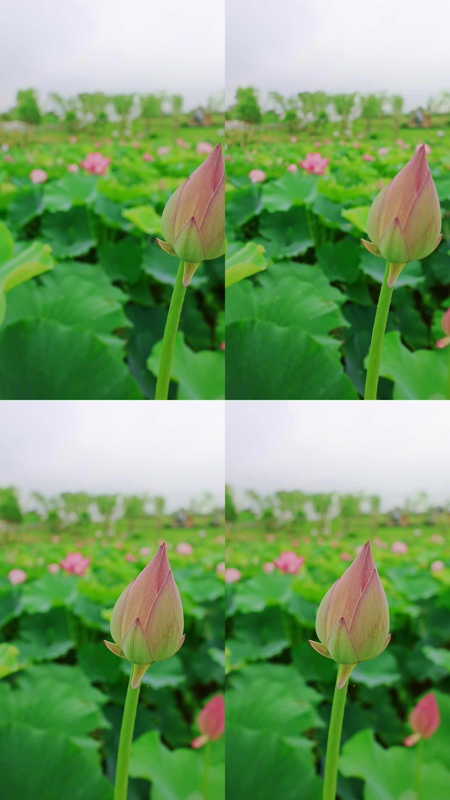 画面截帧