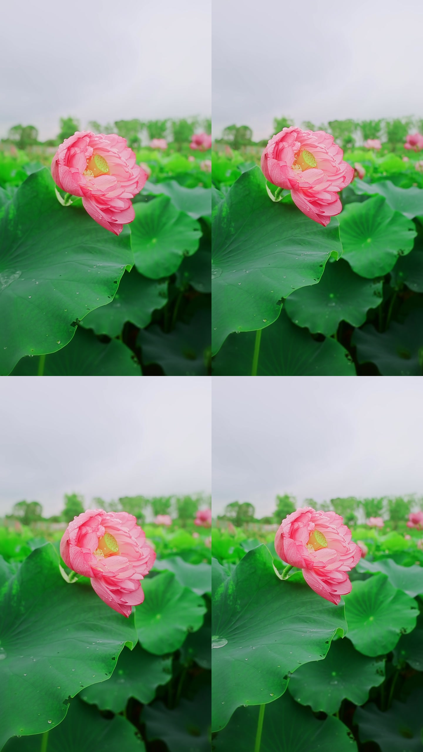 画面截帧