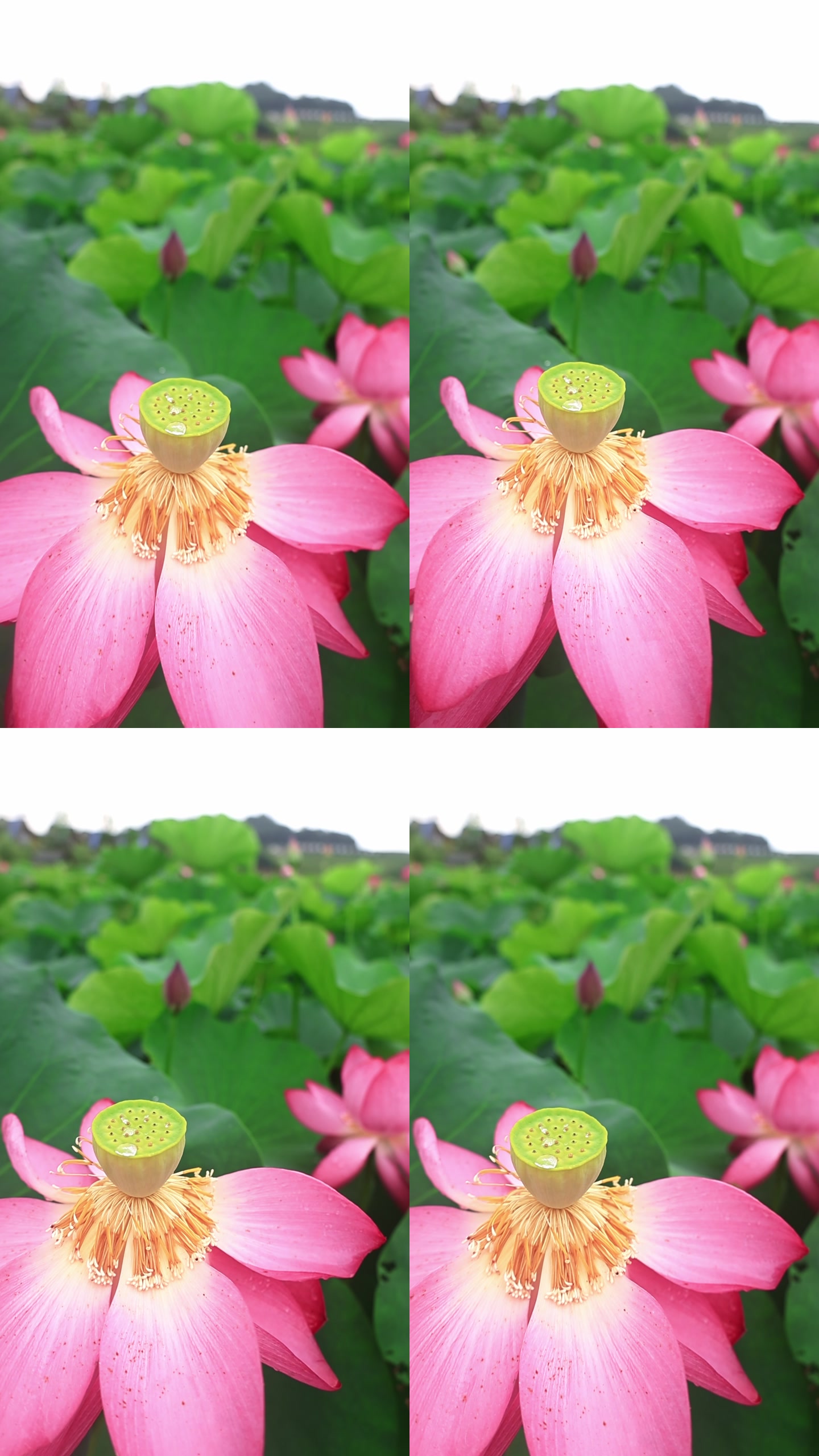 画面截帧
