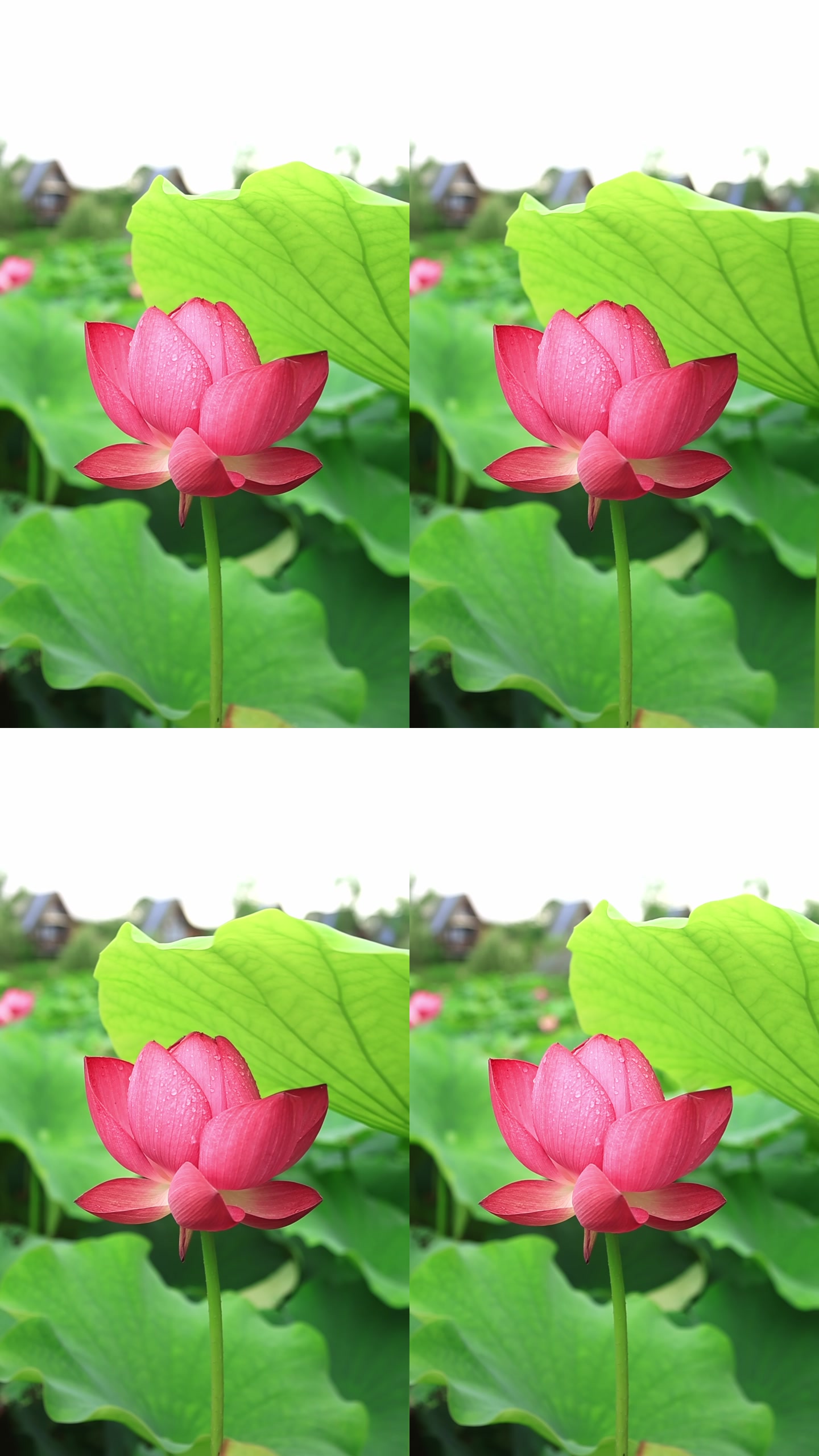 画面截帧